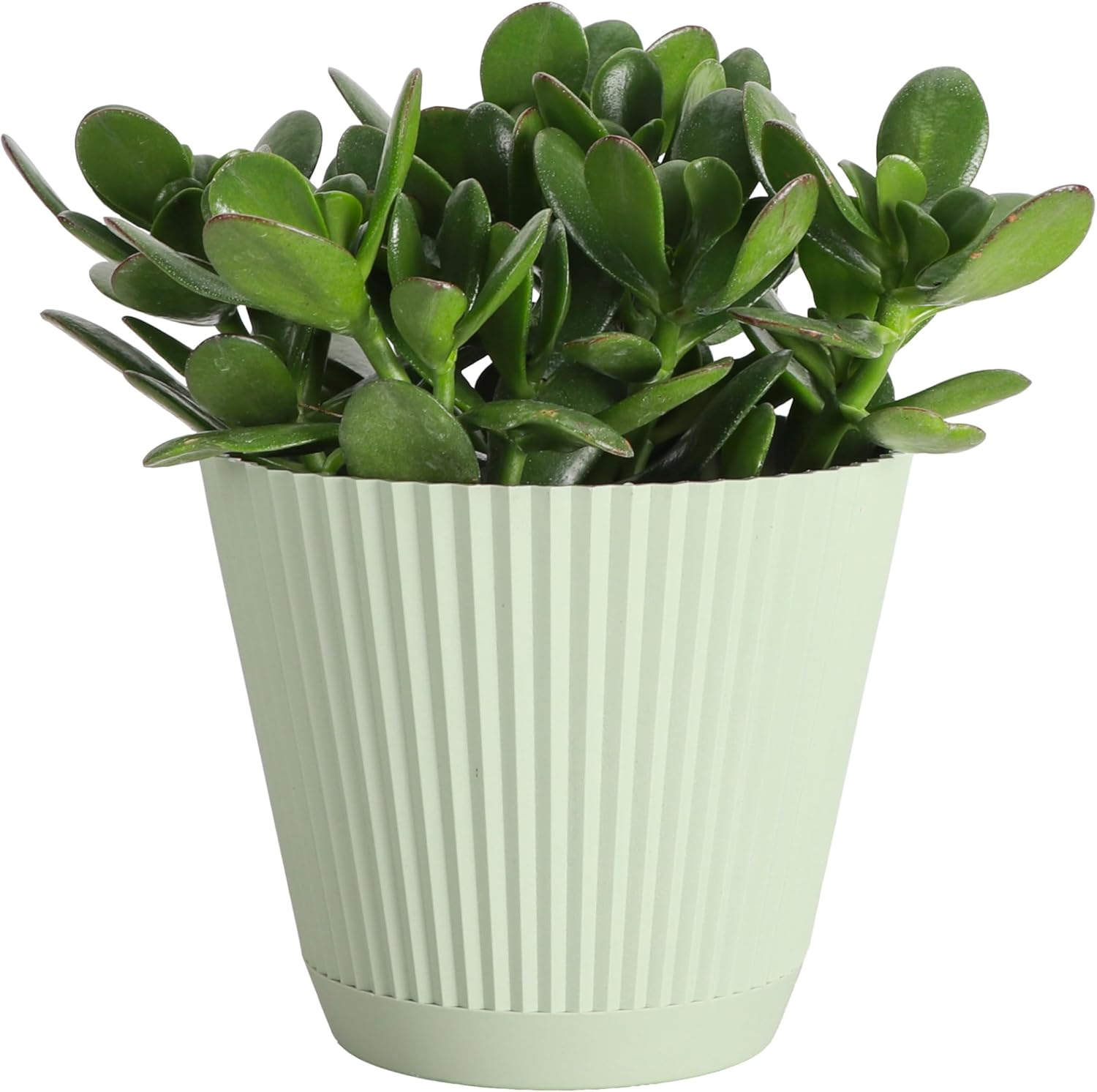 Thorsen's Greenhouse Jade Plant, Live Indoor Plant, Lucky Plant, Crassula Ovata, Easy Care Succulent (Sage, 6-inch Pot)