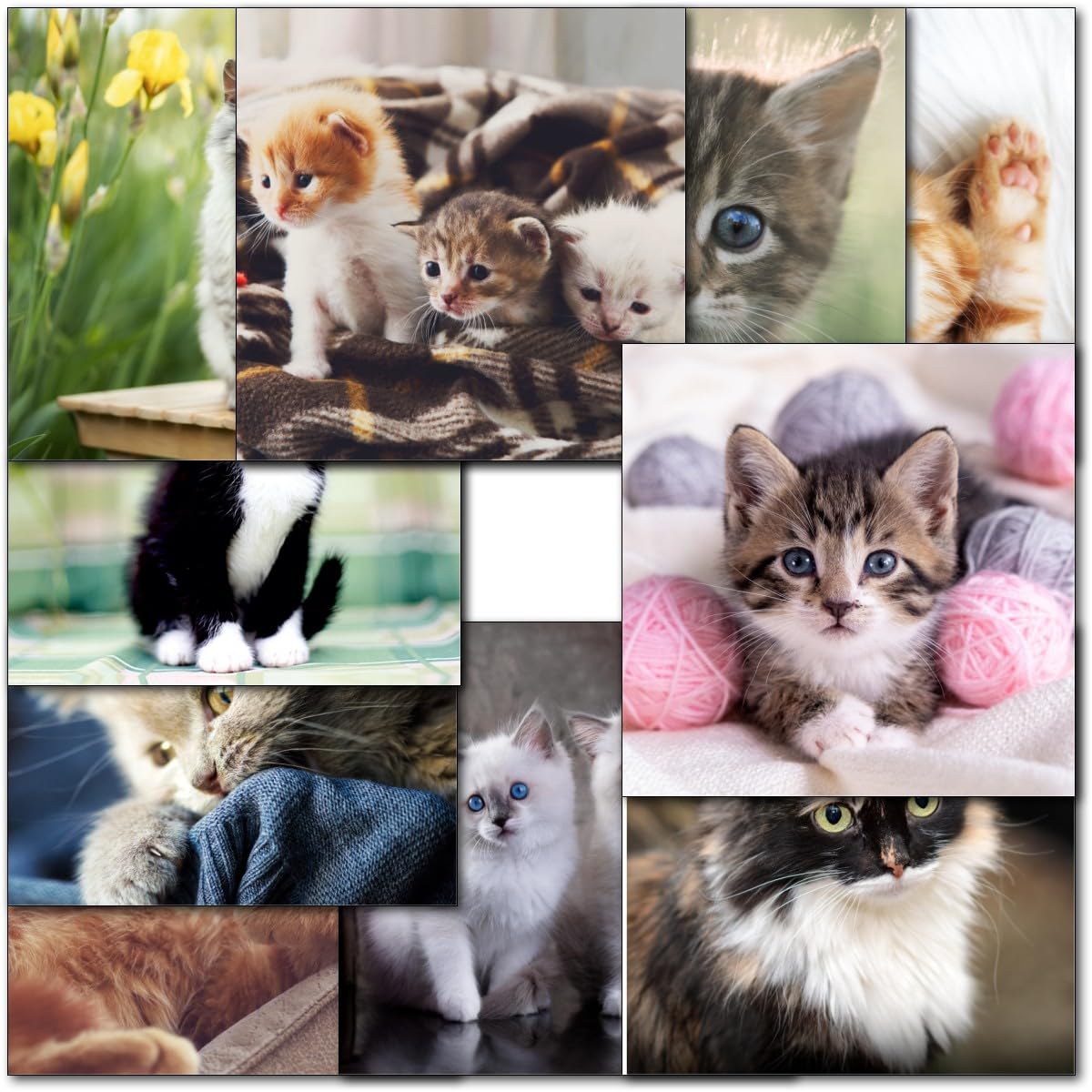 doodlecards Pack 10x Mixed Cat Blank Cards. Multipack Cats, Kittens, Kitten Square Cards with envelopes. Ideal for birthday. 100% Recyclable. Made in the UK.