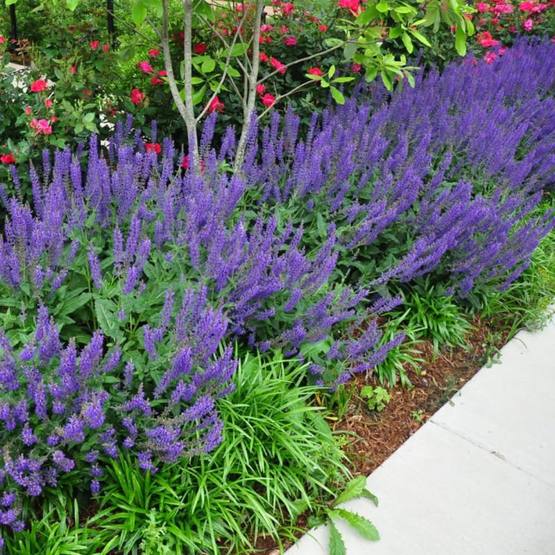 Outdoor Sage Salvia Live Plant, Salvia Bushes Size 4 to 8 Inches in Tall, No Pot (Deep Blue Sage)