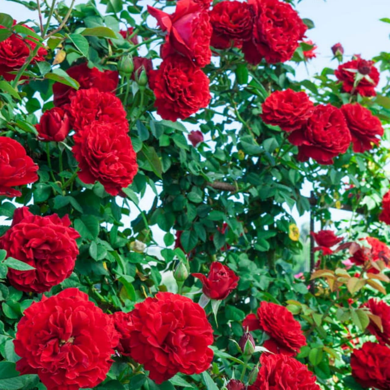 Generic Rare English Varieties Red Climbing Rose Live Flower Plant with Pot Vertical Vining Trellis Everblooming Support Structures Climbers for Home and Gardening (B0CYMGYJHF) Amazon Price History, Amazon Price Tracker