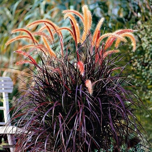 Red Fountain Grass