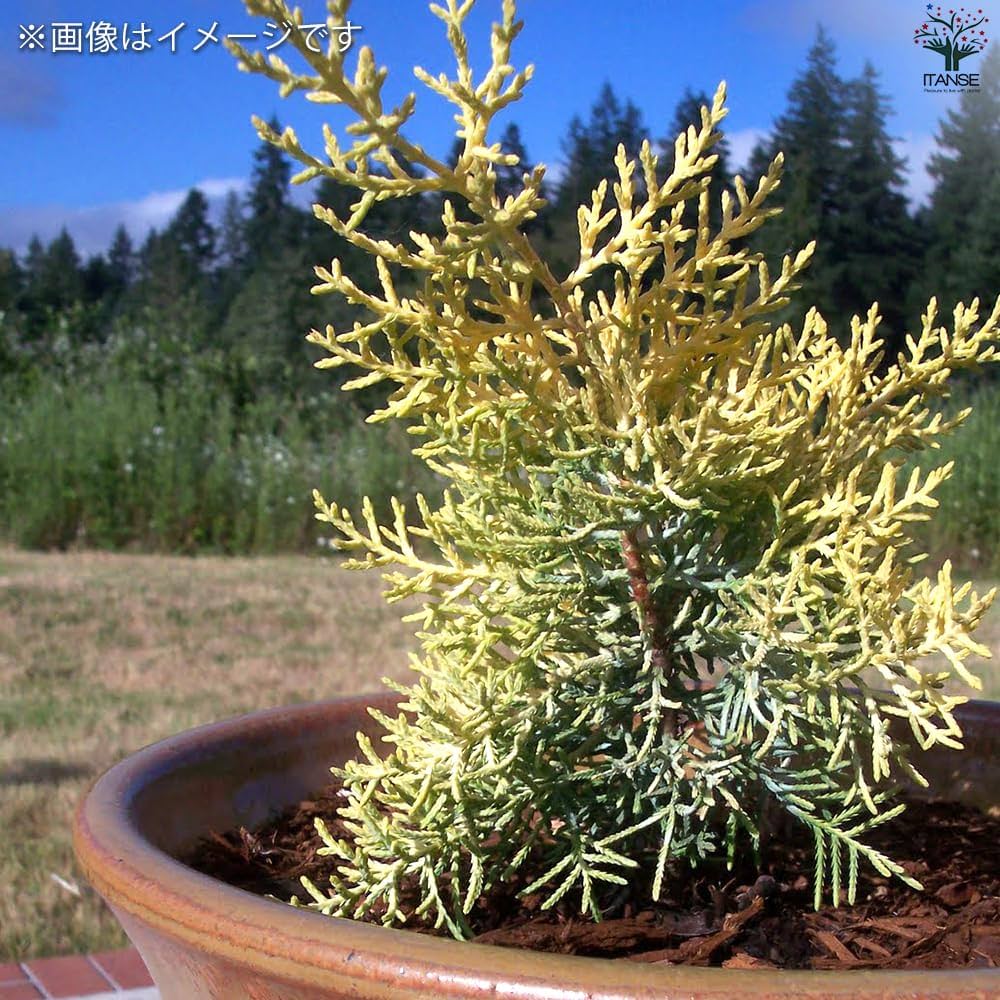 サルフレア 苗 大型140cm❗綺麗な クリームイエロー コニファー ヒノキの香 サルフレア 苗 大型140cm❗綺麗な クリームイエロー コニファー