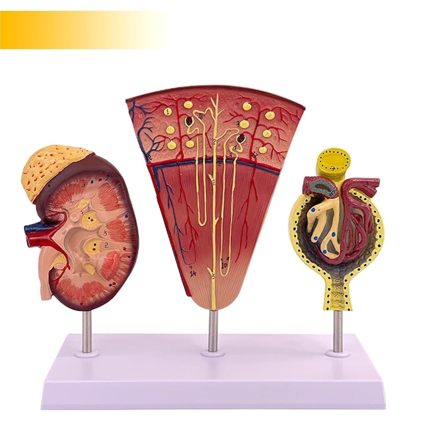Kidney Nephron Glomerulus Anatomy Model, Which Can Show The Structure and Function of Human, with Accurate Anatomical