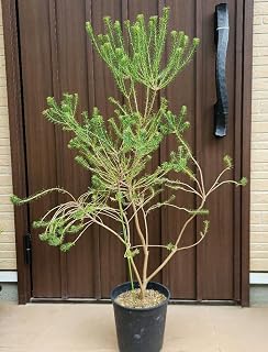 ヒースバンクシア エリシフォリア 鉢植えC 苗 日本産 | ヒースバンクシア エリシフォリア 鉢植えc 苗 オージープランツ オーストラリア原産 ネイティブプランツ