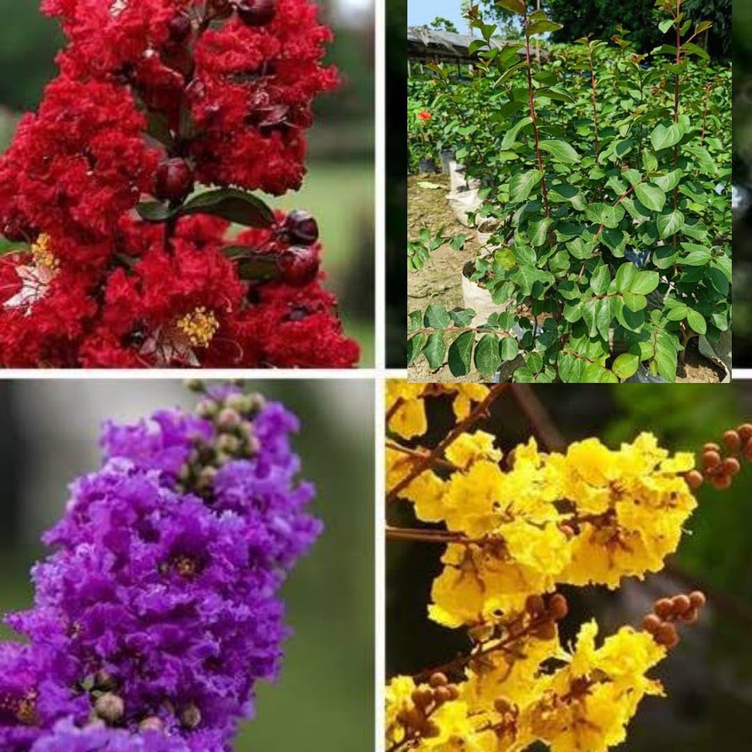 BISWAS PLANTS HOUSE, Rare Good Look Purple,Red And Yellow Furush Lagerstroemia "Crape Myrtle" Flower Live Plant 1+1+1 Pack Of-3 Healthy Plant 1.5/2 Feet Height WB6Y-image-49