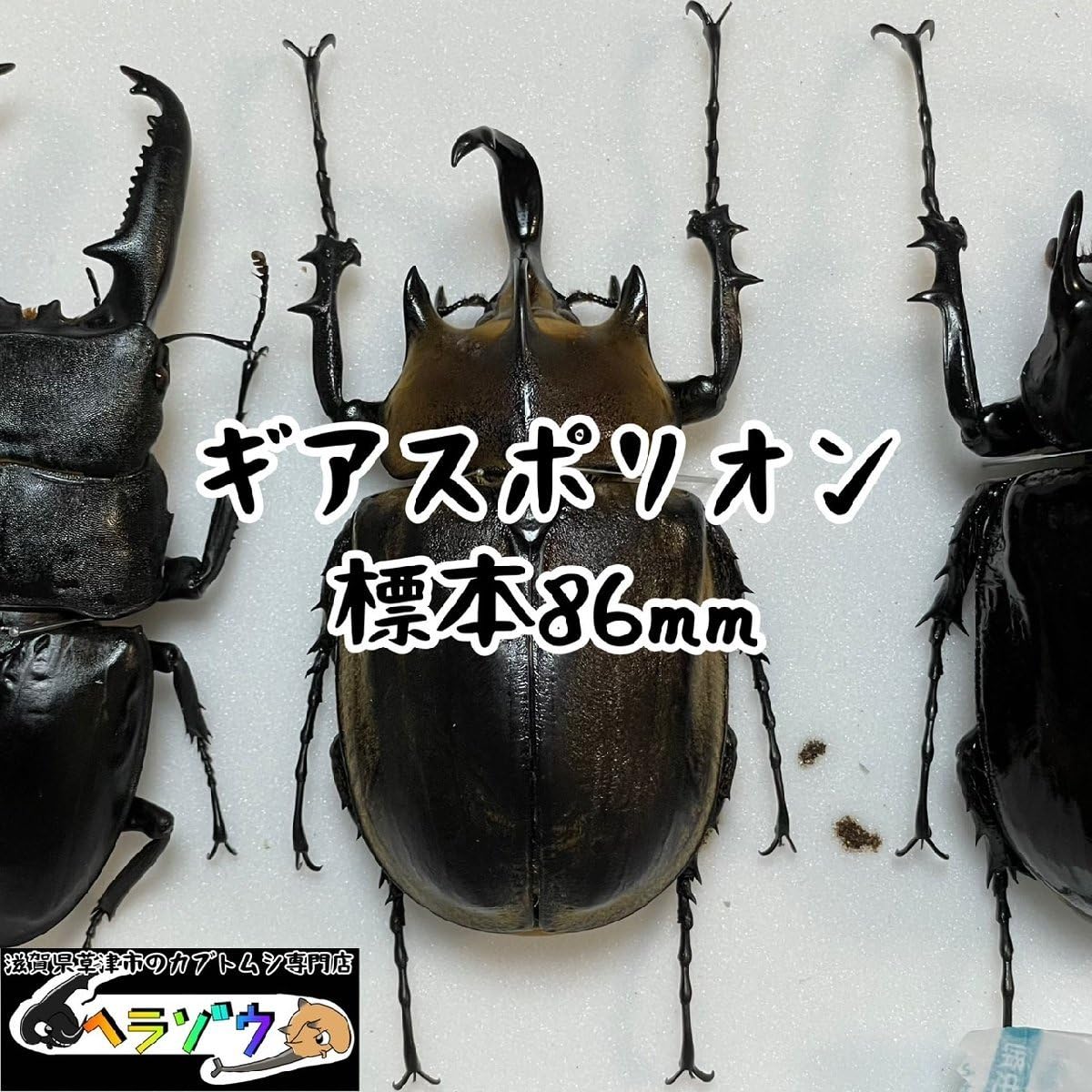 ギアスゾウカブトの標本 - その他