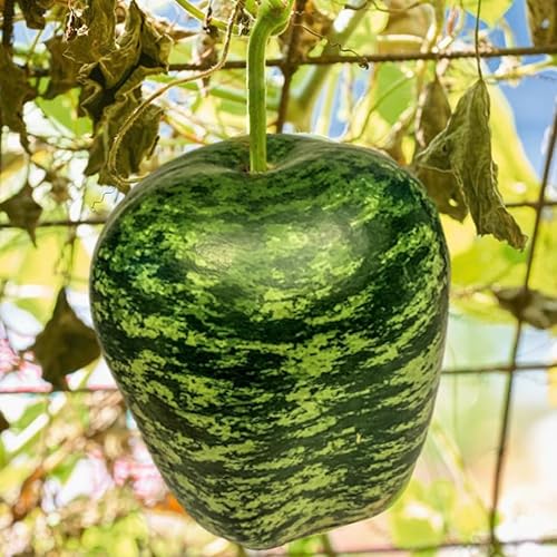Semillas de calabaza de manzana - Más de 20 unidades - para plantar calabazas ornamentales grandes de 2025, verde y blanco, gran cisne moteado de