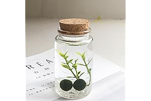 Tranquil Moss Ball Terrarium: A Miniature Ecosystem for Your Space