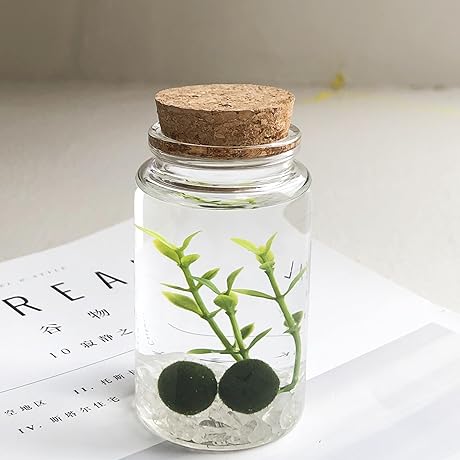 Tranquil Moss Ball Terrarium: A Miniature Ecosystem for Your Space