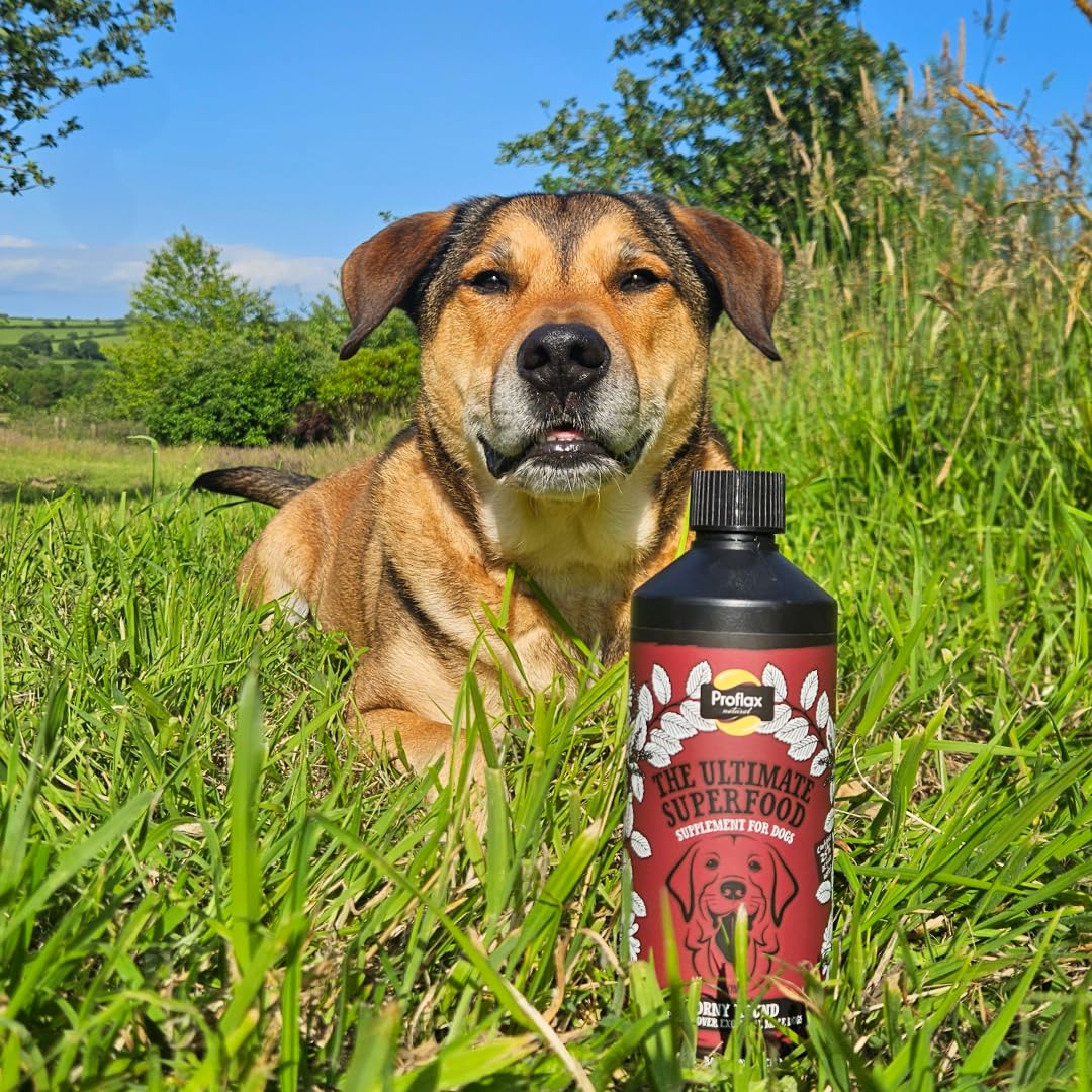 Proflax Horny Hound Hormone Balance Support for Male Dogs - Behaviour, Calm & Emotional Wellbeing, Brown, 100ml - Image 3