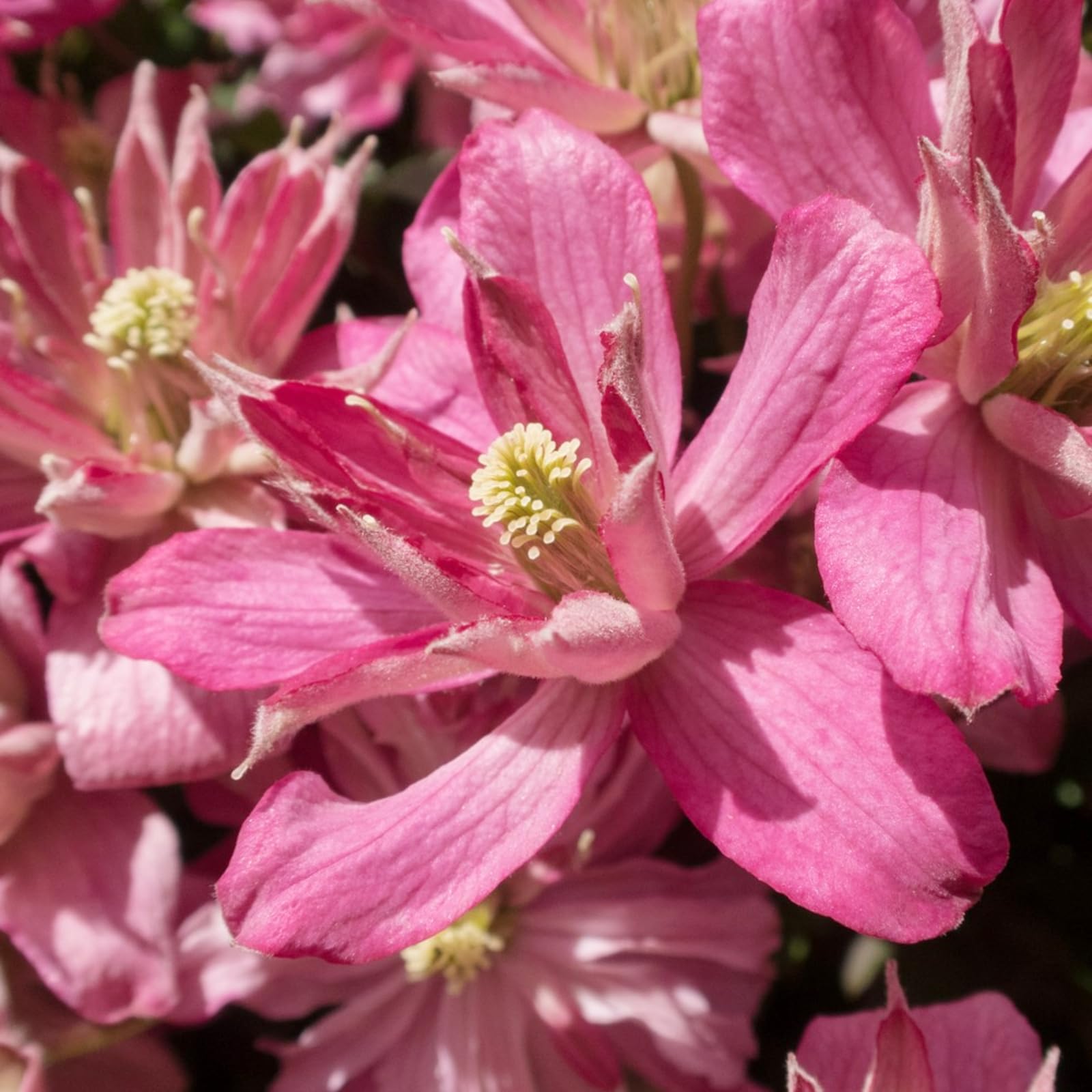Carbeth Plants 1 x Clematis Montana Broughton Star Climbing Plant in 9cm Pot - Deep Pink Double Petal Summer Flowering Garden Ready Shrub - Deciduous Outdoor Climber for Walls, Fences or Trellis โ image 1