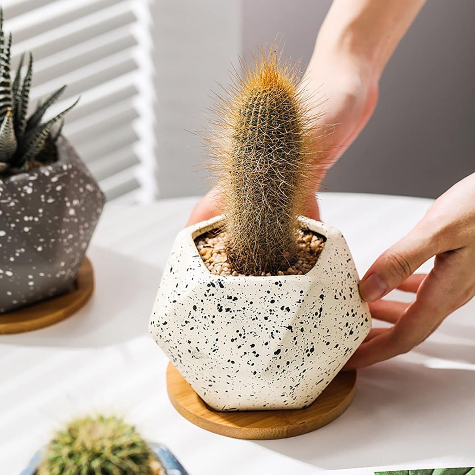 Amazon.co.jp: 植木鉢 多肉植物鉢 サボテン鉢 陶器鉢 セメント製 穴 