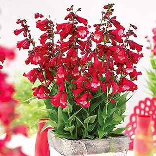 Common Foxglove Red Seeds 30pcs Digitalis Purpurea Penstemon Campanulatus Organic Fresh Premium Easy to Grow Plants Flower Seeds for Planting Garden Yard Home