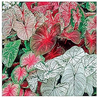 Mixed Caladium Bulbs