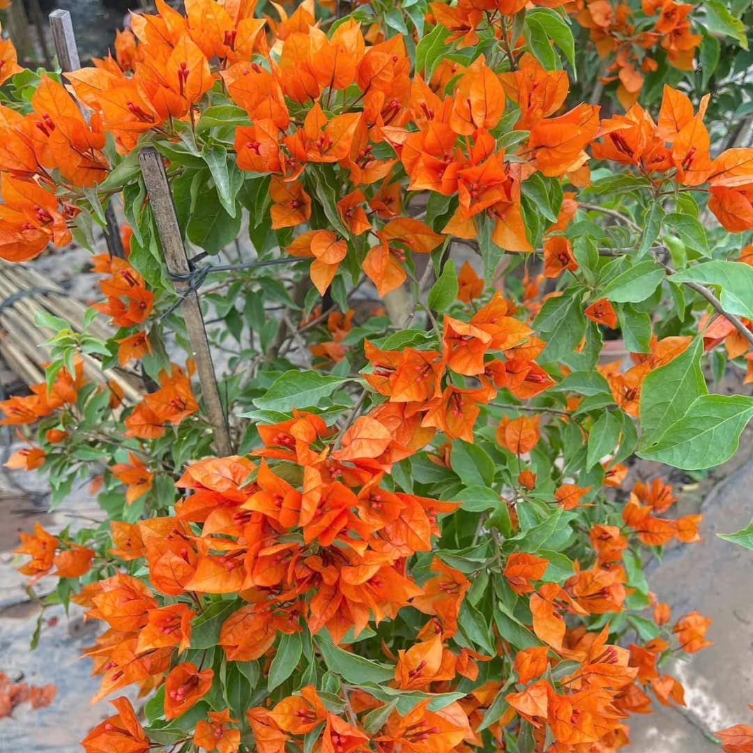 Combo 2 Bougainvillea Plants Live Trees, Outdoor Bougainvillea Plant for Trailing Flowering Vines or Bush Tree, 5-10” Tall, Well-Rooted Bougainvillea Orange