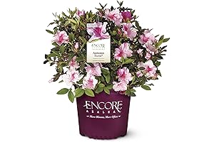 Encore Autumn Twist Azalea 1 Gallon