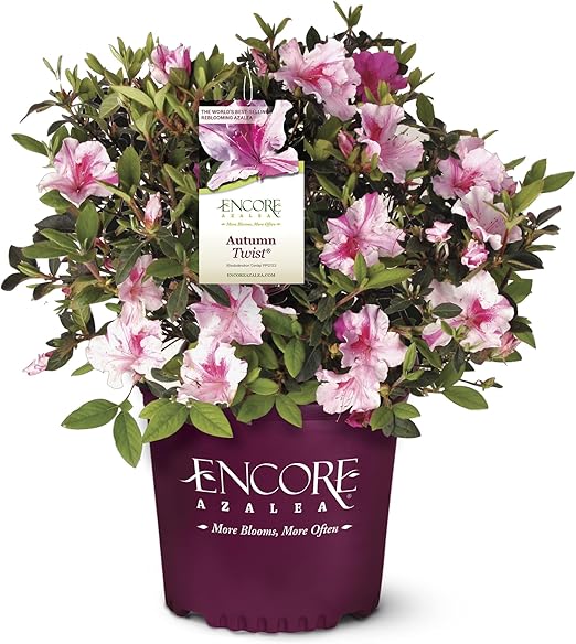 1 Gallon Azalea Encore Autumn Twist Shrub