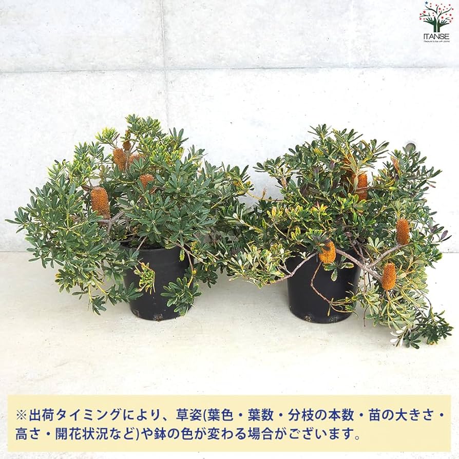 Amazon.co.jp: ITANSE バンクシア パラドーサ・ドワーフ