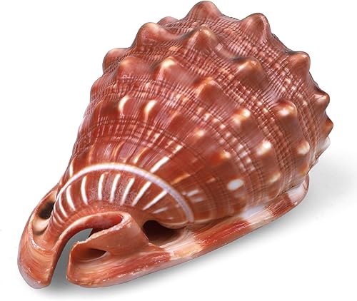 Miniatura 4 de PPCLION Conchas naturales grandes de 5 pulgadas, conchas marinas naranjas, ideales para fiestas temáticas de playa, decoración del hogar,