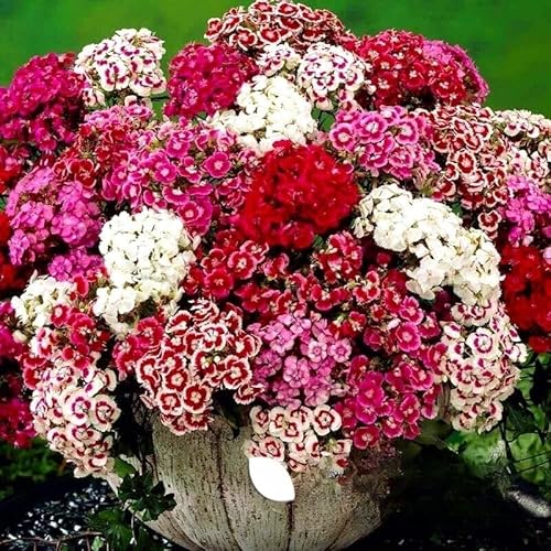 Dwarf Sweet William - Pinocchio Mix - 1000 Seeds + Plant tag + Freebie - Dianthus Barbatus Double