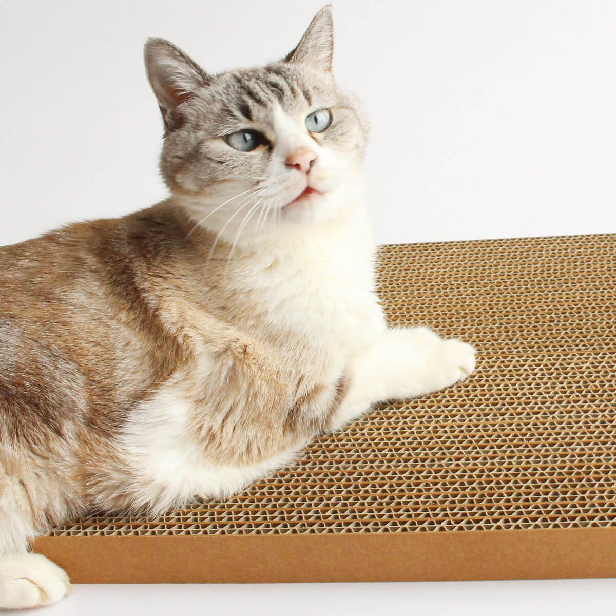 Amazon | nekozuki GarigariBLOCK（がりがりブロック）2枚セット