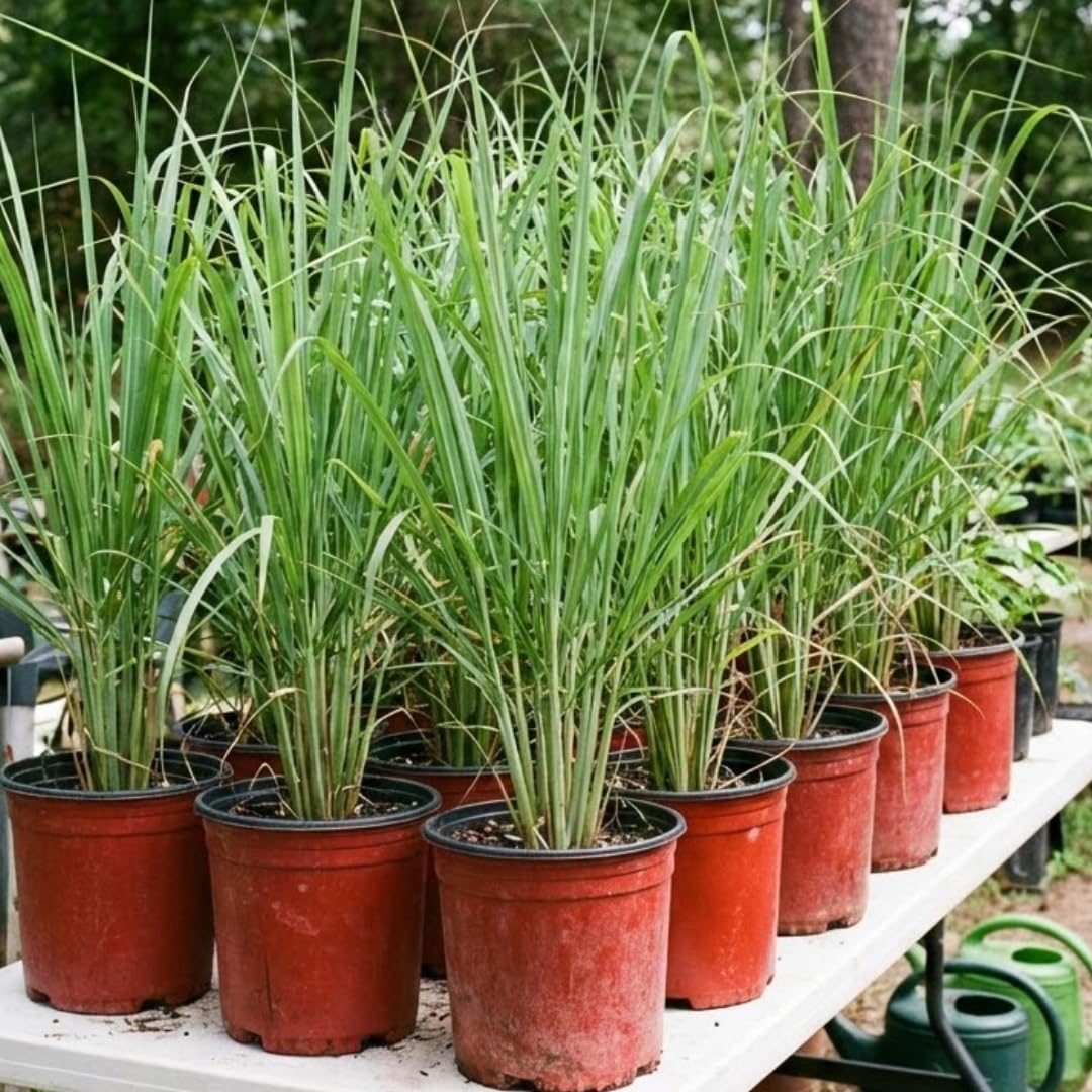 Amazon.com : Pack 3 Big Lemon Grass Live Plants, Lemongrass Plants for  Outside Planting, Indoor Outdoor Herb Rooted Stalks : Patio, Lawn & Garden
