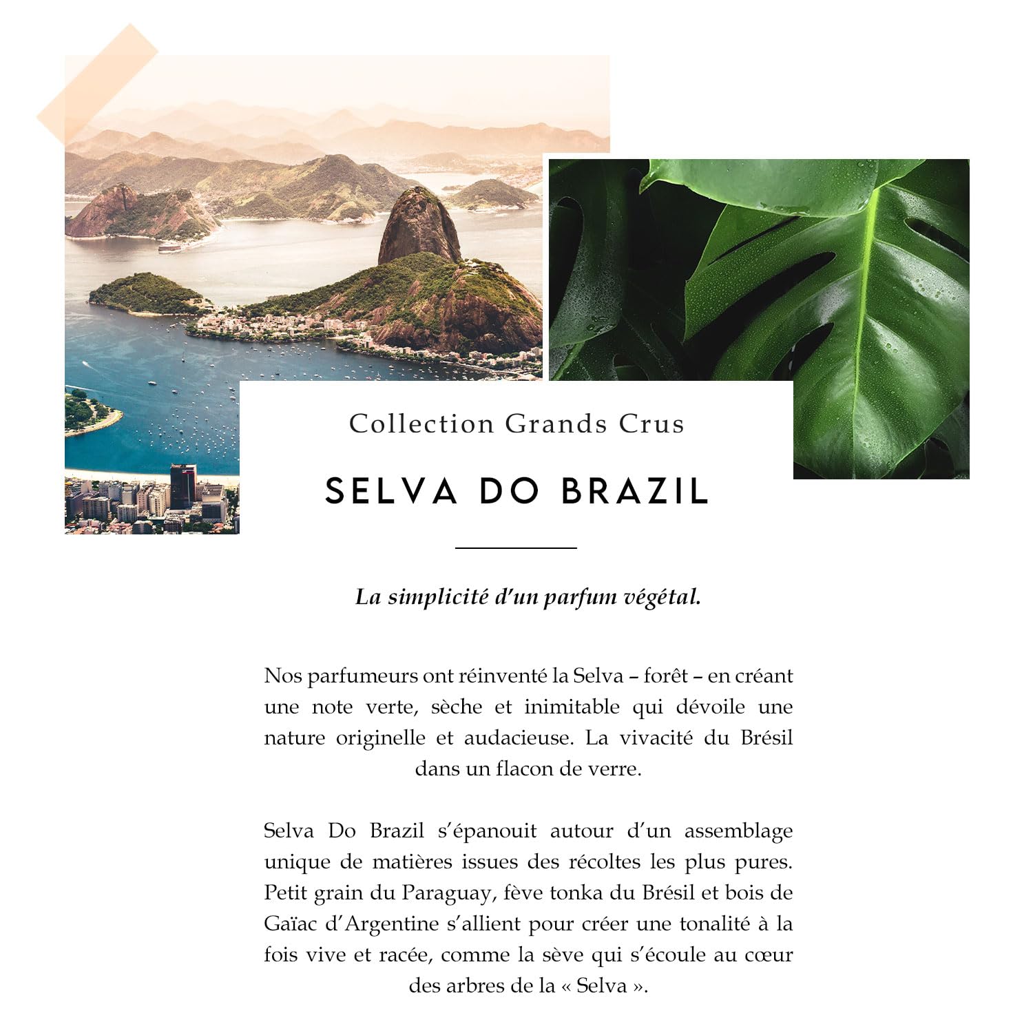 BERDOUES – Selva Do Brazil Eau de Parfum – Berdoues Grands Crus, parfum végétal et boisé inspiré de la forêt amazonienne, Parfum mixte 100ml