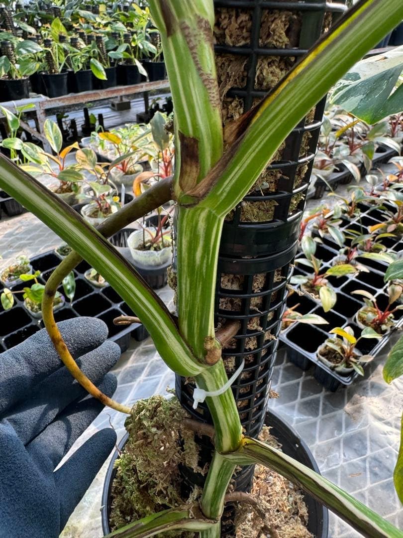 モスポール　水苔入り済 生産プロの秘訣　植物用上り棒180本まとめ29cmサイズ Amazon | JolieNursery（ジョリーナーセリー）水苔付きモスポール