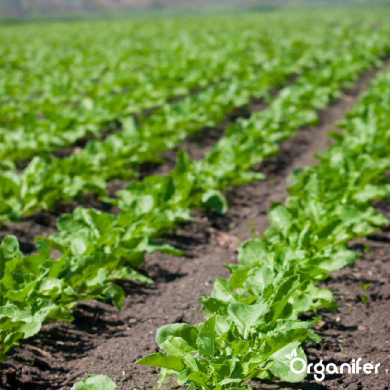 Universal Gartendünger - 20kg = 200m2 | Hochwertiger Dünger Für Alle Gartenpflanzen - Fördert Kräftiges Wachstum Und Reiche Blüte - Organifer