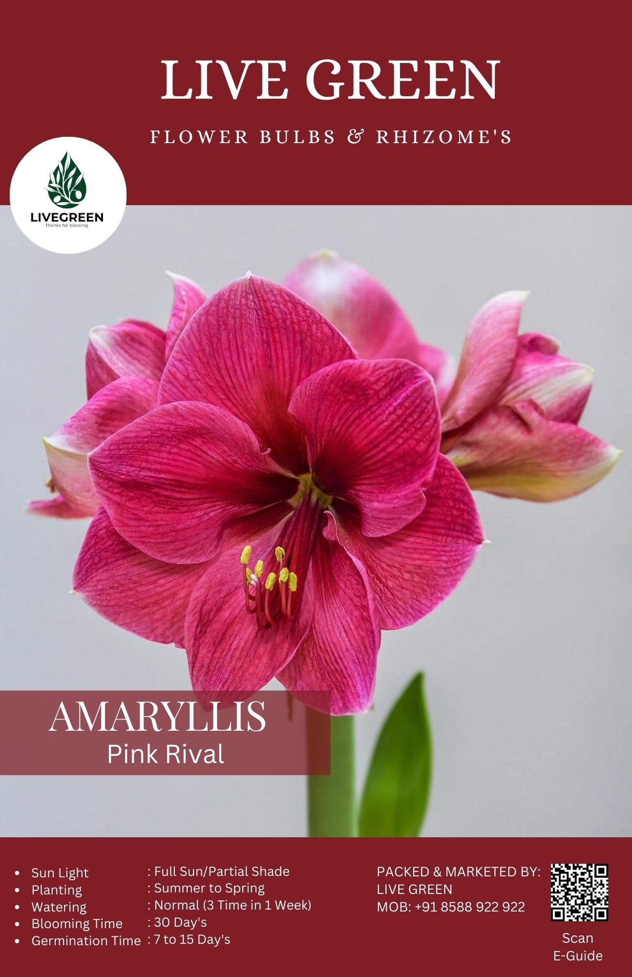 Udanta Imported Pink Rival - Amaryllis Lily Flower Bulbs and Rhizomes New Pack - Qty 1pcs (Pink)