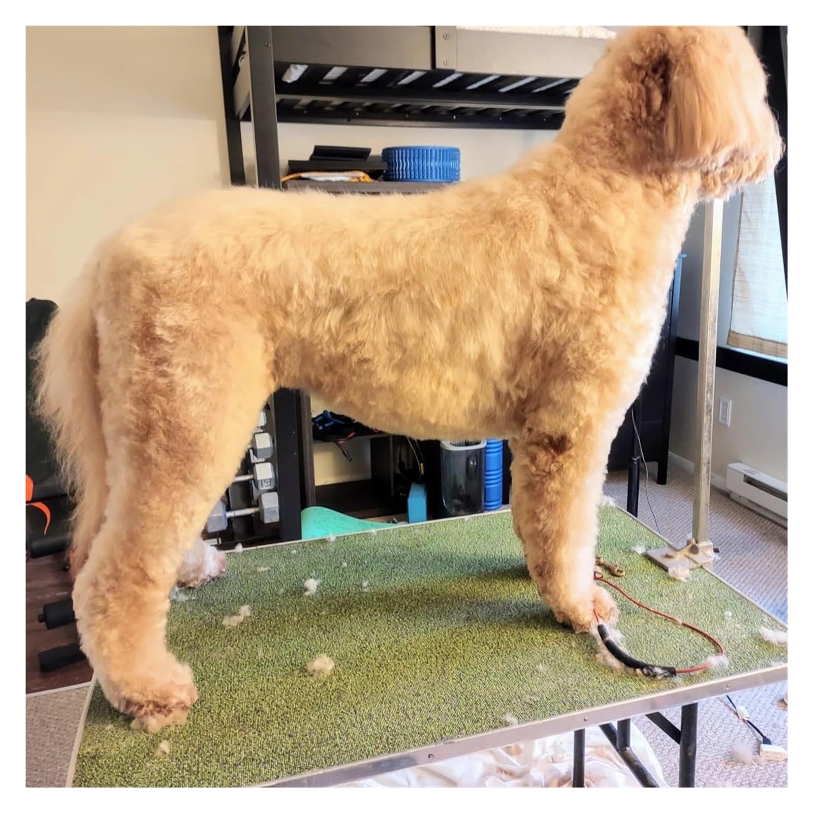 Cuchilla A5 Compatible Con La Mayoría De Las Máquinas, Compatible Con Andis Y Oster. Recortadora De Pelo For Perros Heiniger Laube Moser De Baja Temperatura.(7F)