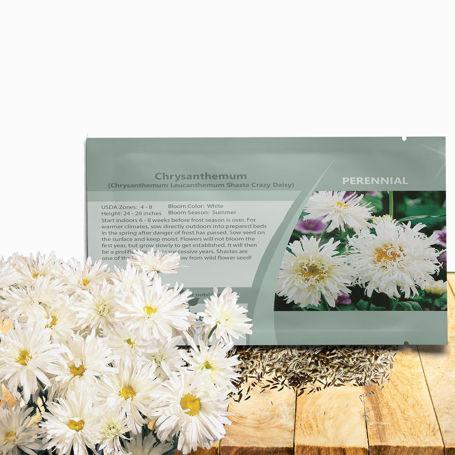 Amazon.com : Outsidepride Shasta Crazy Daisy Chrysanthemum Seeds