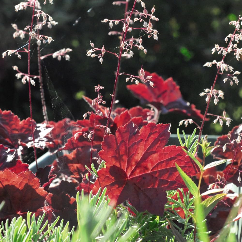 Heuchera villosa 'Palace Purple' Stunning Purple Foliage Hardy Perennial with Pale Pink Flowers 1X 3 Litre Pots by Thompson and Morgan