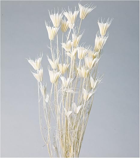 Amazon 大地農園 ドライフラワー ニゲラオリエンタリス 30g入り 白 Do 011 ドライフラワー オンライン通販 Amazon 大地農園 ドライフラワー ニゲラオリエンタリス 30g入り 白 Do 011 ドライフラワー オンライン通販