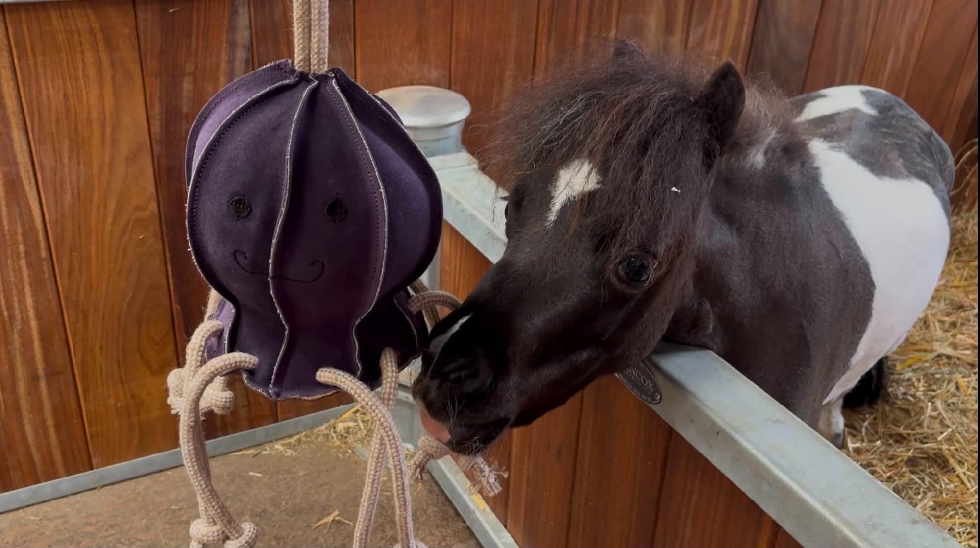 Ruggles Horse Stable Toy | Boredom buster for horse pony donkey | Equine stress relief toy (Ollie Octopus) (Purple)