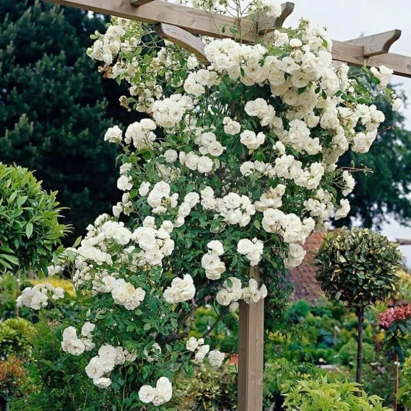 Amazon.com : Climbing Roses Live Plants, White Rose Climbing Bushes for ...