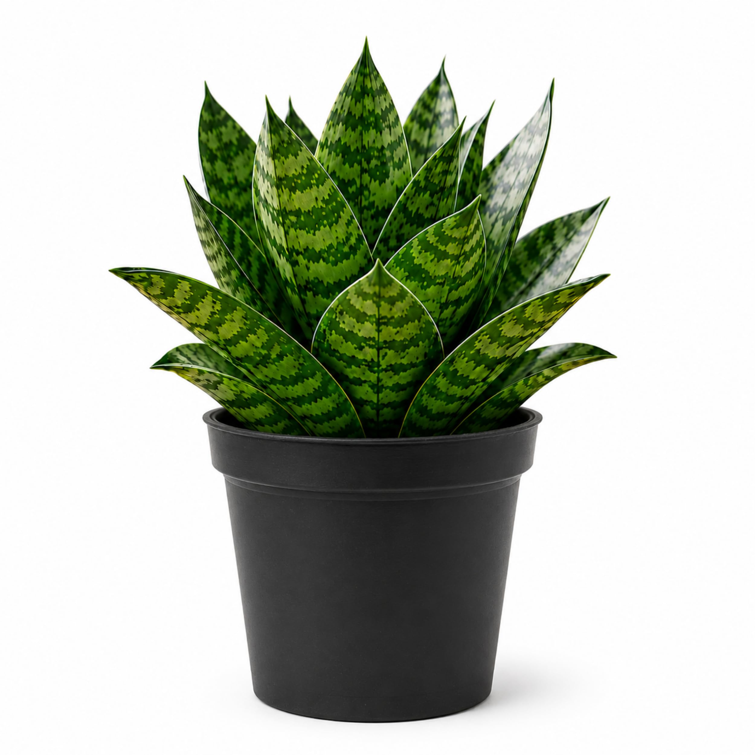 Snake Plant Live/Sansevieria Indoor Plant with Black Plastic Pot/Small Natural Plant for Home, Living Room and Office Desk/Multiple Pack Options-image-48