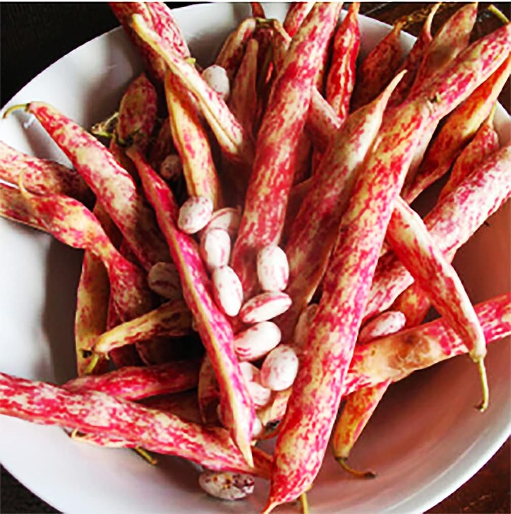 Vermont Cranberry Shell Bean Seeds - 20 Large Bean Seeds -