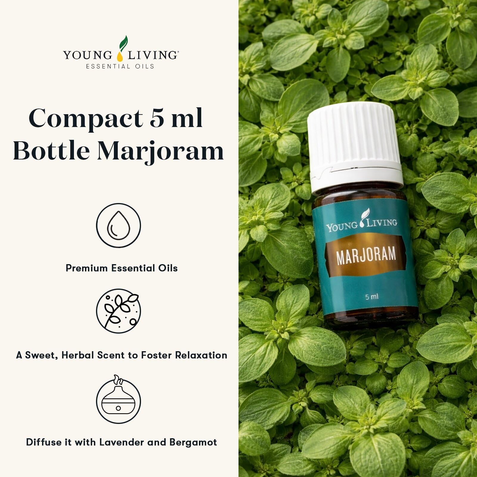 Amazon.com : Young Living Marjoram Essential Oil | 5 ml