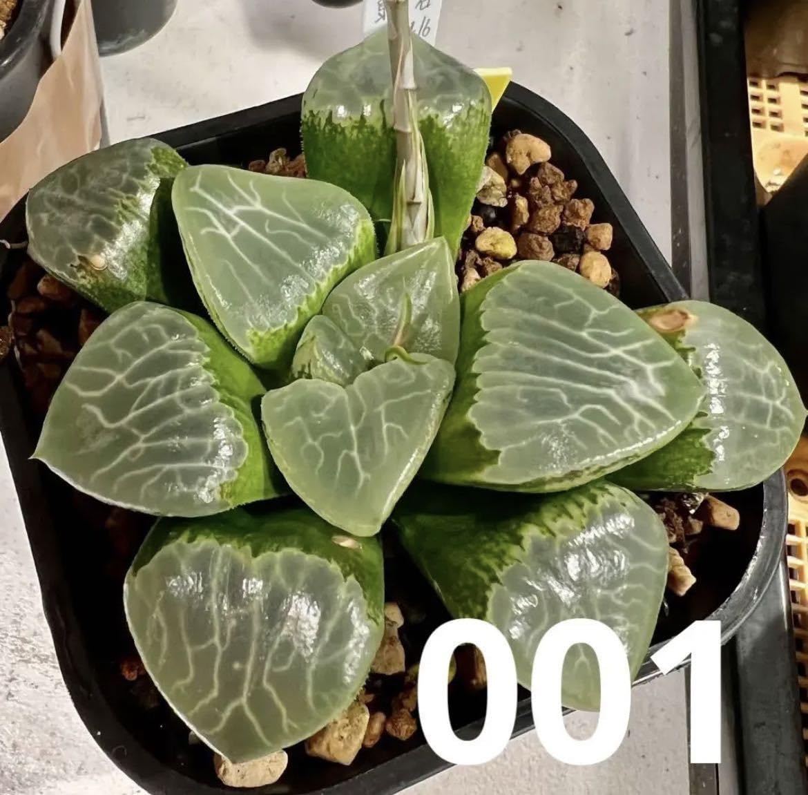 Amazon.co.jp: 令和5年採る ハオルチア 自宅実生混合交配 種子