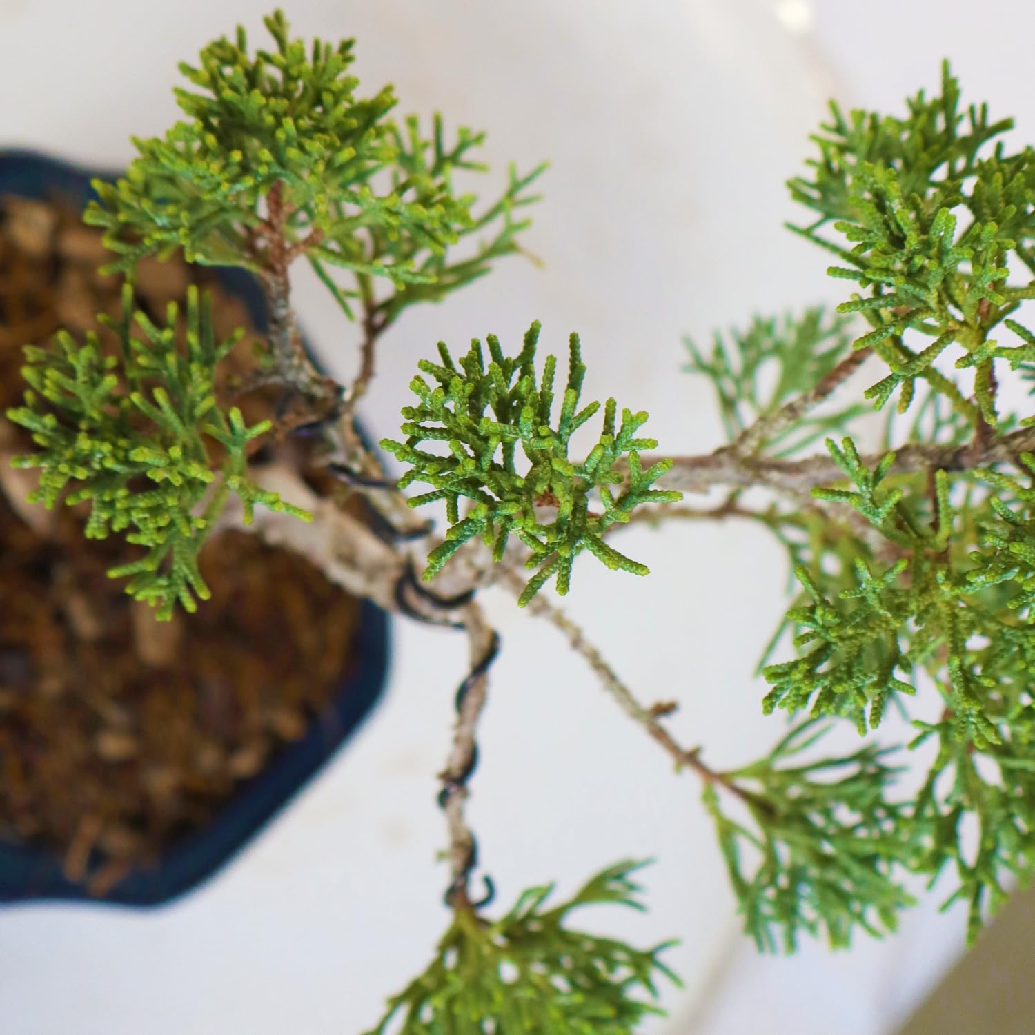 KENTIS - Bonsai di Juniperus Chinensis Kishu - Ginepro - Piante Vere da Esterno Balcone Terrazzo - Vaso in Ceramica Ø 10 cm