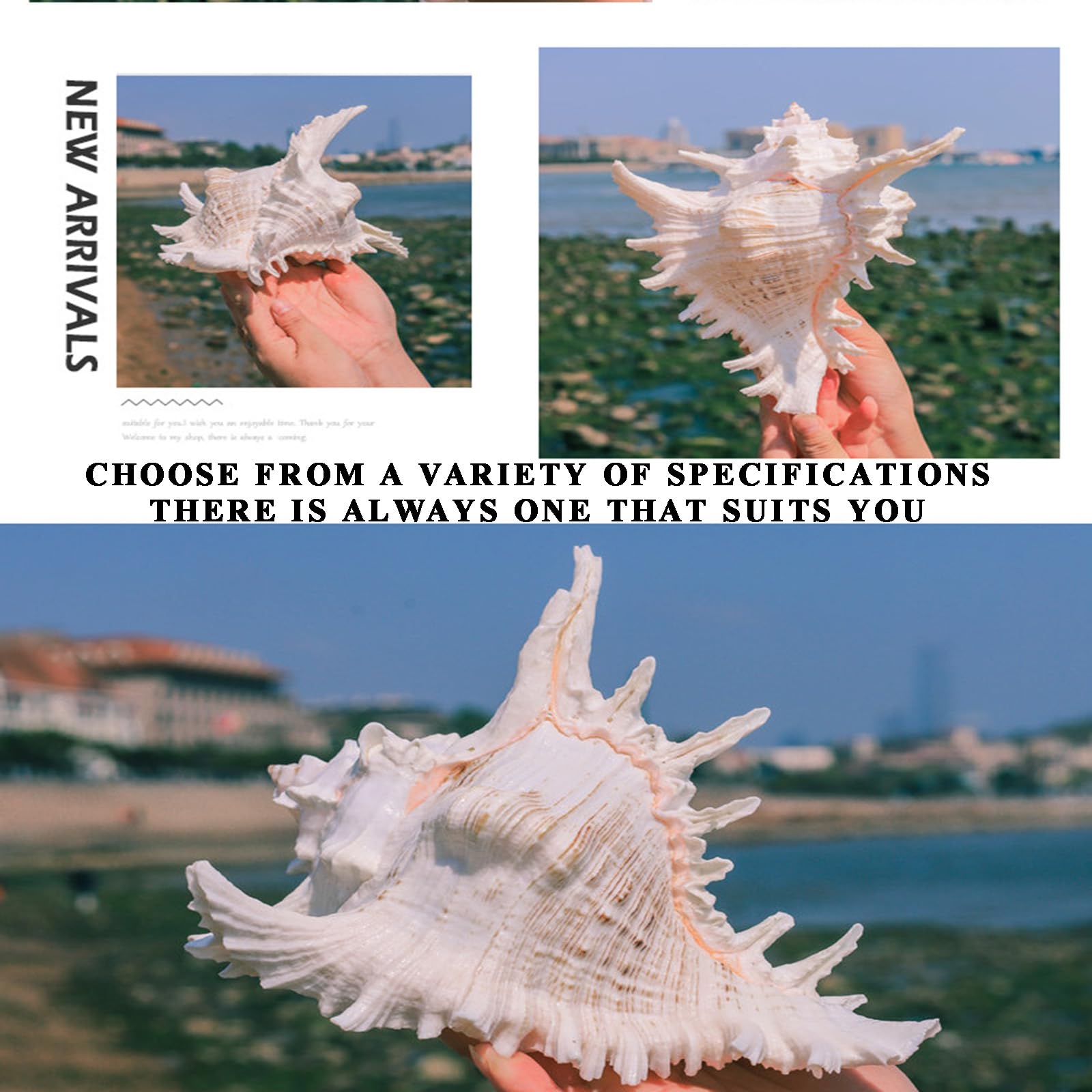coquilles de conque, coquilles Saint-Jacques Coquillages de Grande Taille 15/17 cm, Coquillage de conque - Grands Coquillages naturels