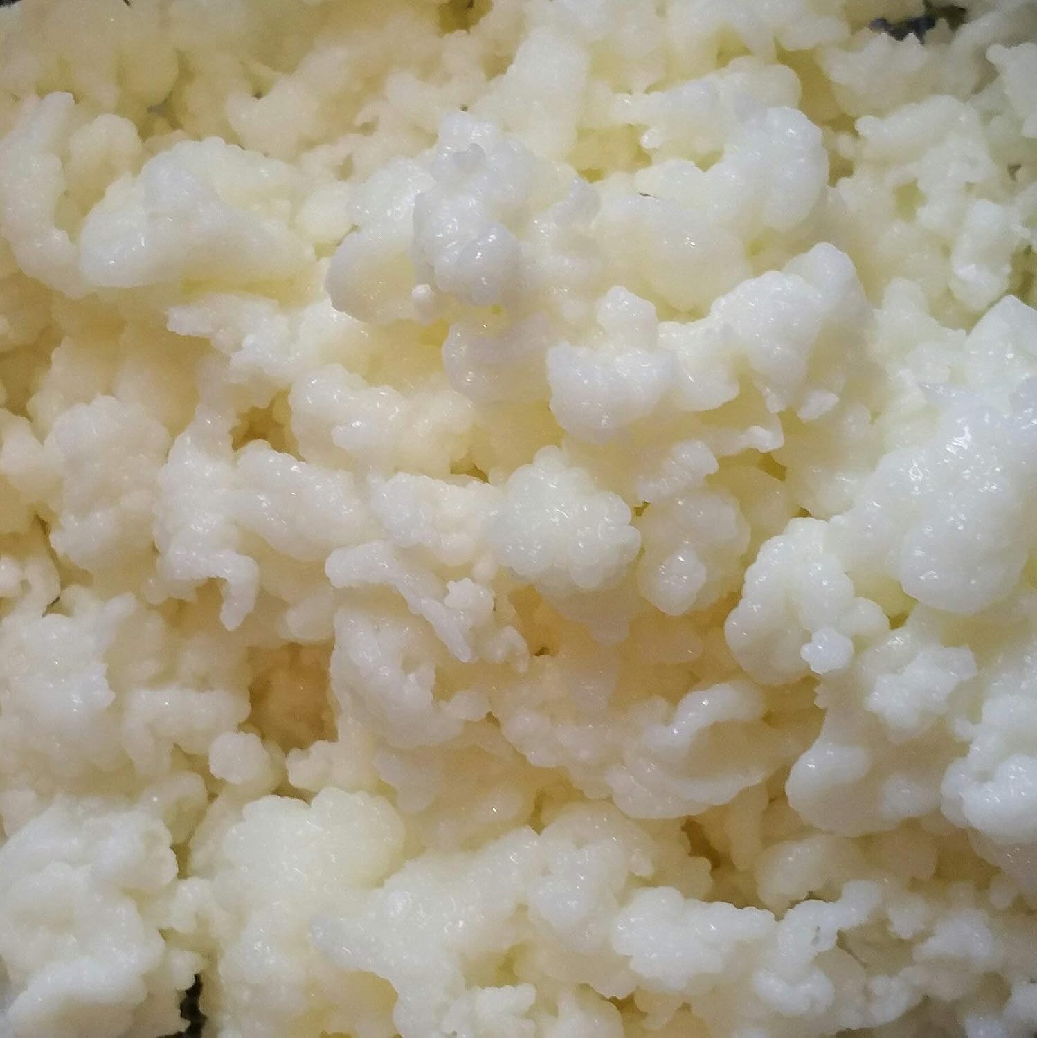 Natural Home Remedies,Milk Kefir Grains Live Raw Organic Probiotics BULGAROS