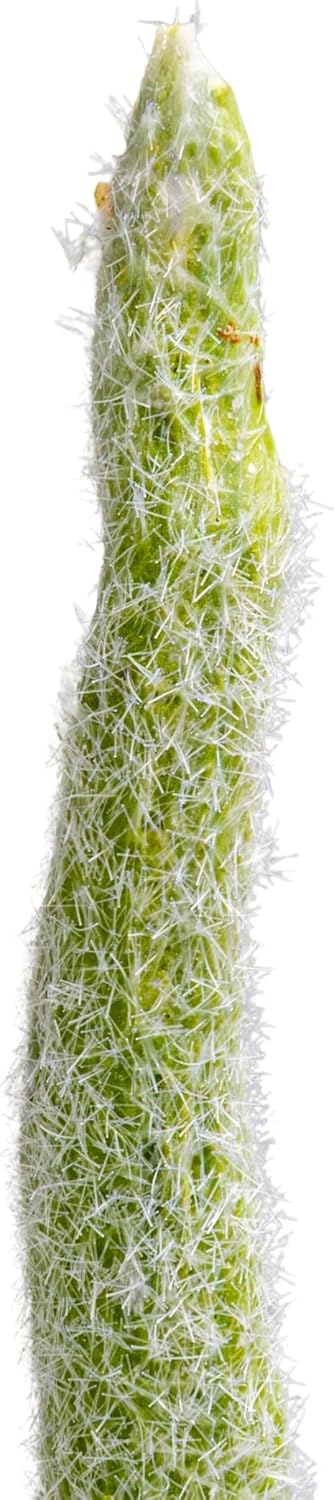 Creative Co-Op Faux Euphorbia Plant in Plastic Pot with Pebbles, Green