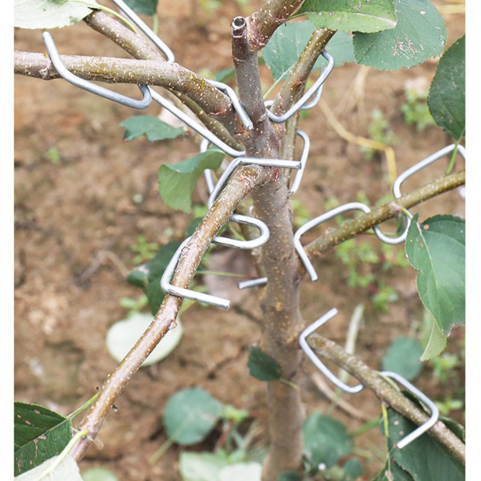 100 antiruggine estrattore Alberi da frutto legatrice Strumento agricolo per Modellare e diffondere Facilmente i piantare Utilizzare Strumento Gestione dei frutteti