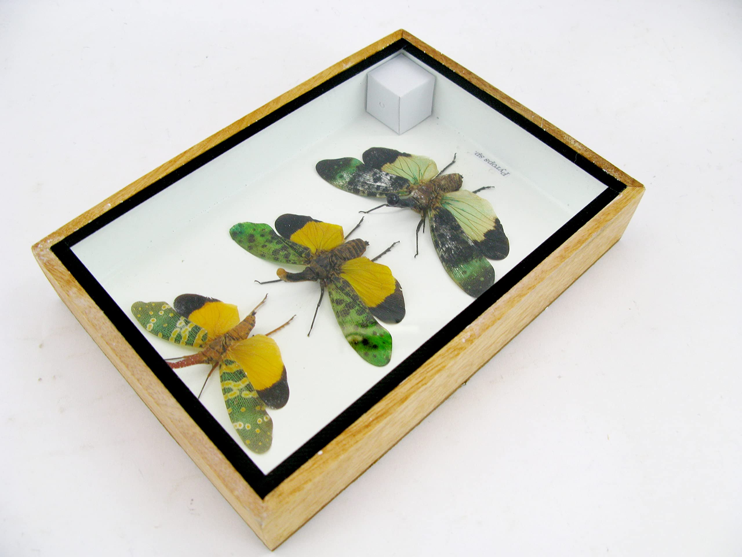 asiahouse24 Echte wunderschöne Insekten im 3D Schaukasten - gerahmtes Wandbild - Taxidermie - Entomologie - (3x Zana nobilas - Pyrops sp.)