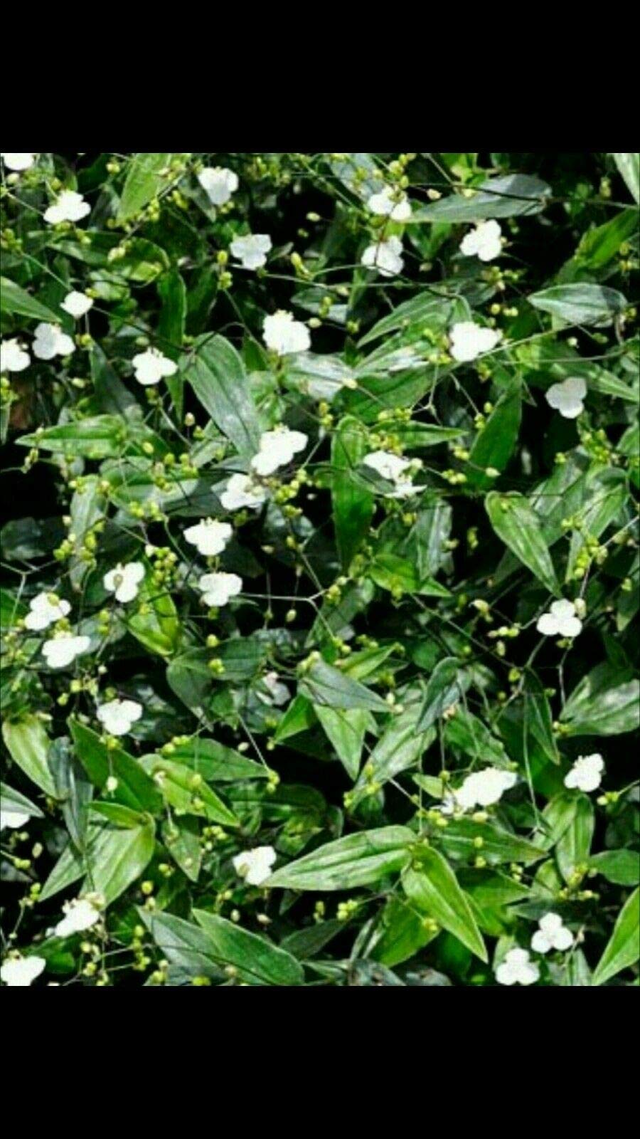 Seeds Package Tahitian Bridal Veil Gibasis Ering Jew Cuttings Amazon Com Au Clothing Shoes Accessories