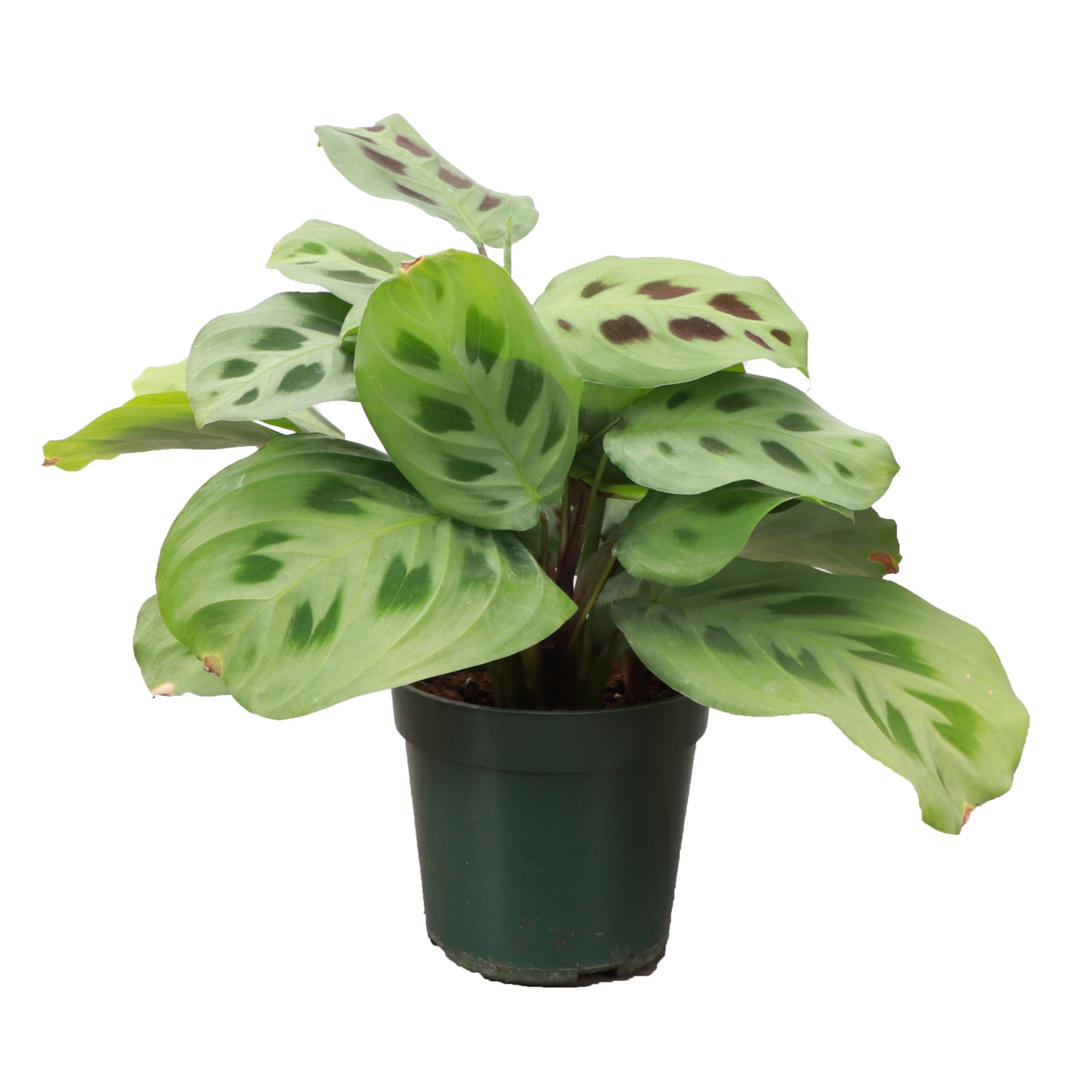 Thorsen's Green Prayer Plant
