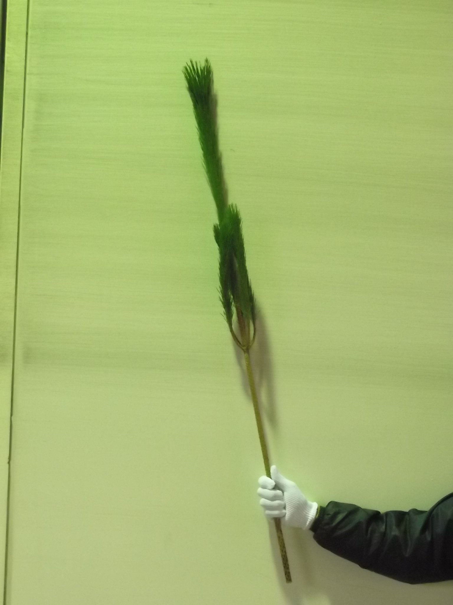 Amazon｜花木屋 若枝松 生花 切花 2L 120cm｜切り花 オンライン通販