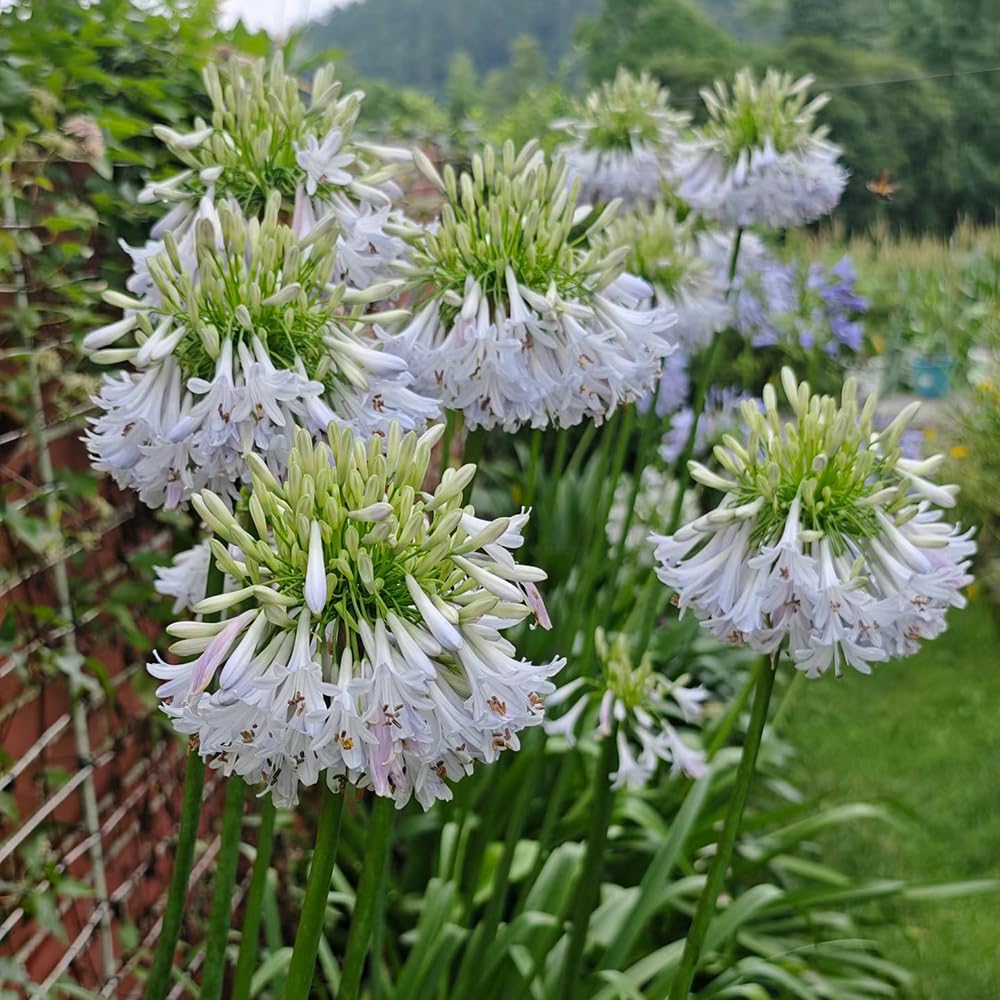 agapanto agapanthus - exóticas jardín balcón 5bulbos